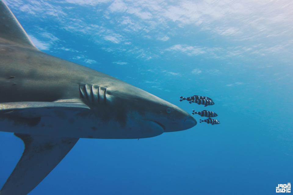 underwater photography world in Egypt - Taimour Othman