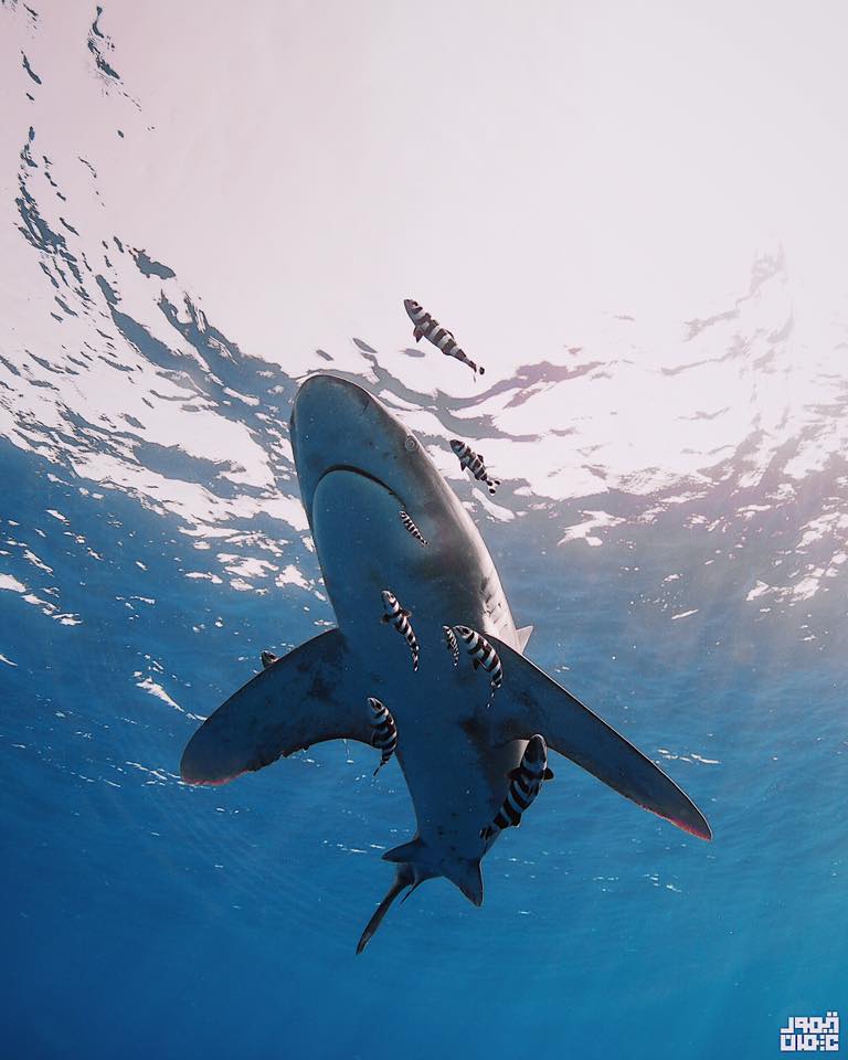 underwater photography world in Egypt - Taimour Othman